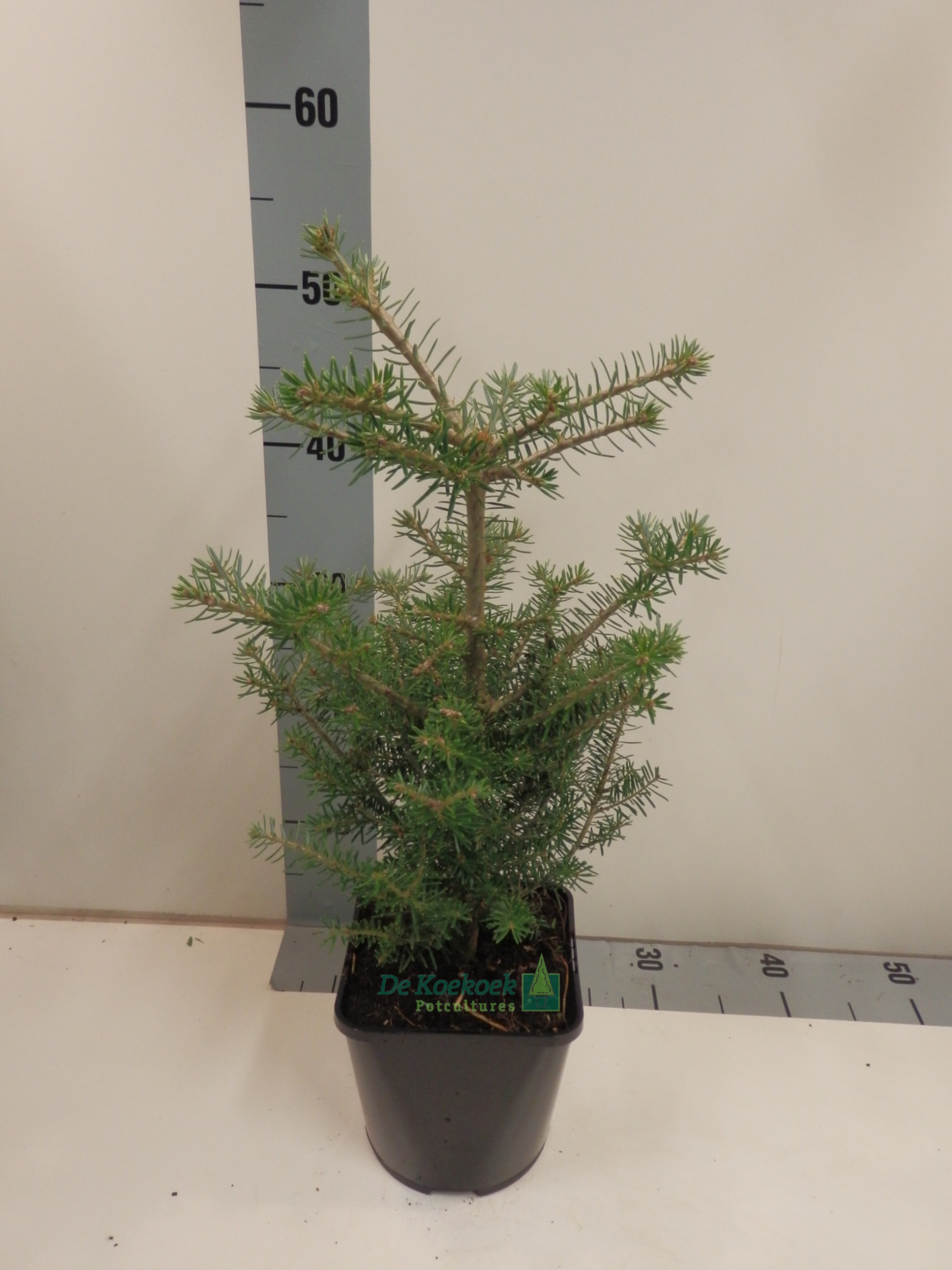 Пихта корейская